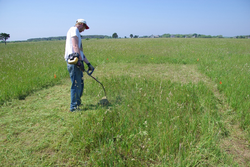 Vegetation Removal in Existing Grassland Sandplain Grassland Network