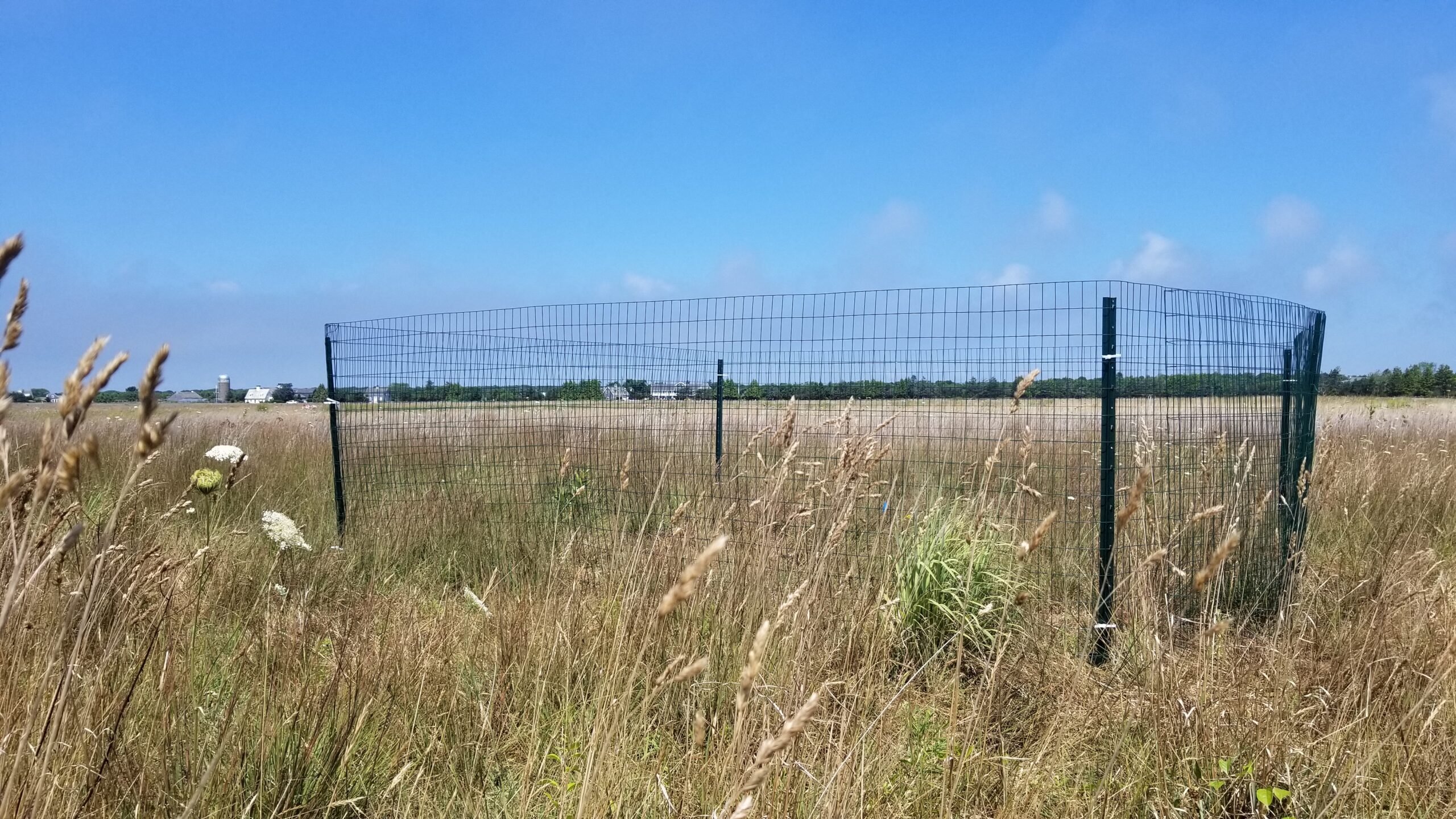 An metal, four post, fenced exclosure stands in an open field, gaurding the Liatris novae-angliae seedlings within.